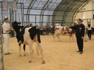Dairy at the Livestock Show