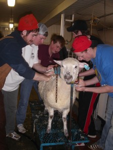 Washing a lamb