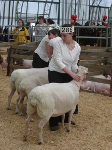 Sheep at the Livestock Show