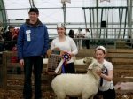 Novice Sheep Show Winners